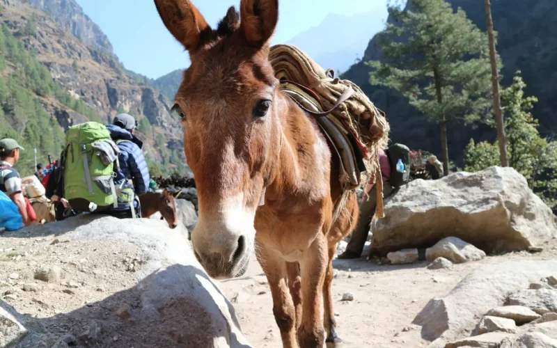 Trekking con gli asini