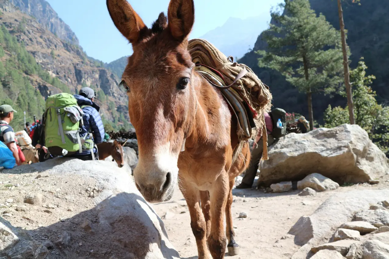 Trekking con gli asini